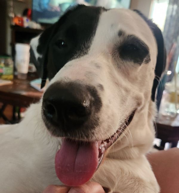 Benelli Belly thumbnail 2