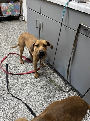 Cinnamon, an adoptable Mixed Breed in Rhinelander, WI, 54501 | Photo Image 1