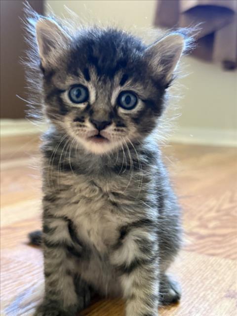 STERLING