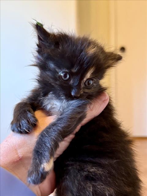 MATILDA