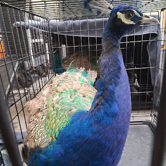 COBALT