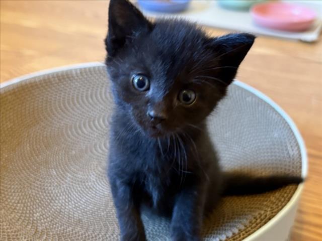 SALEM
