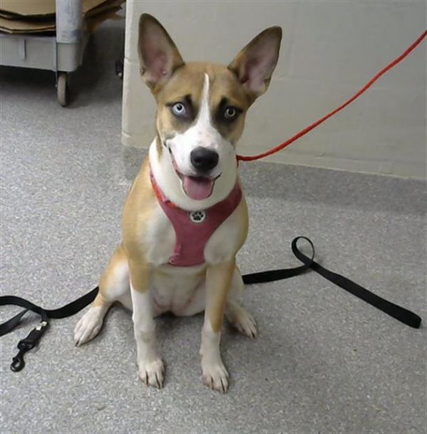Lulu
