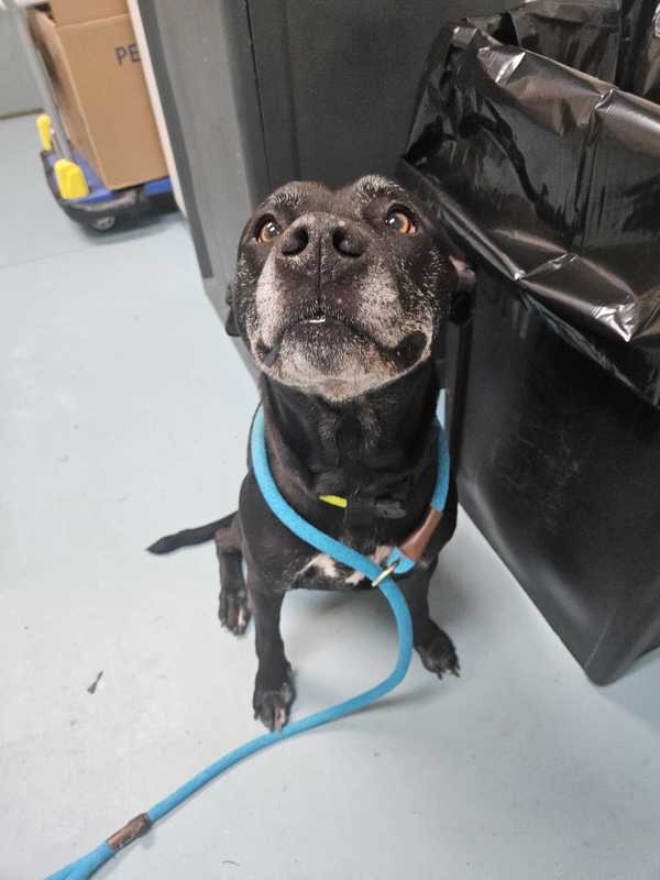 Simon A Friend For Trees