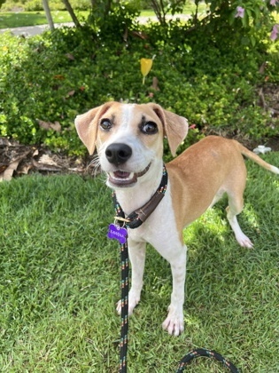 Princess, an adoptable Terrier, Mixed Breed in Honolulu, HI, 96826 | Photo Image 1