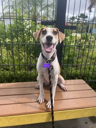 Princess, an adoptable Terrier, Mixed Breed in Honolulu, HI, 96826 | Photo Image 2