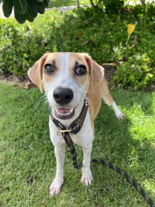 Princess, an adoptable Terrier, Mixed Breed in Honolulu, HI, 96826 | Photo Image 3