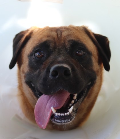 Zoomies, an adoptable Mixed Breed in Walla Walla, WA, 99362 | Photo Image 1