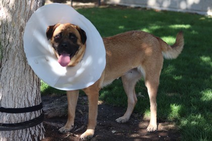 Zoomies, an adoptable Mixed Breed in Walla Walla, WA, 99362 | Photo Image 2