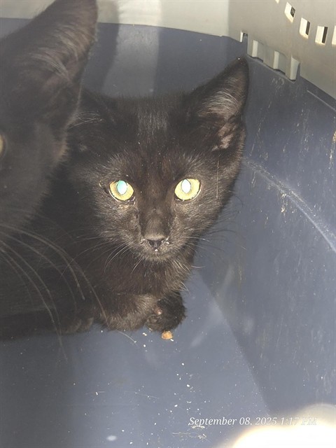 SENECA, an adoptable Domestic Short Hair in Casper, WY, 82601 | Photo Image 1