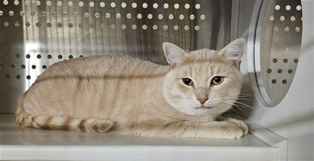 NYX, an adoptable Domestic Short Hair in Casper, WY, 82601 | Photo Image 1