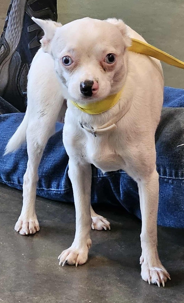 Zeppelin
