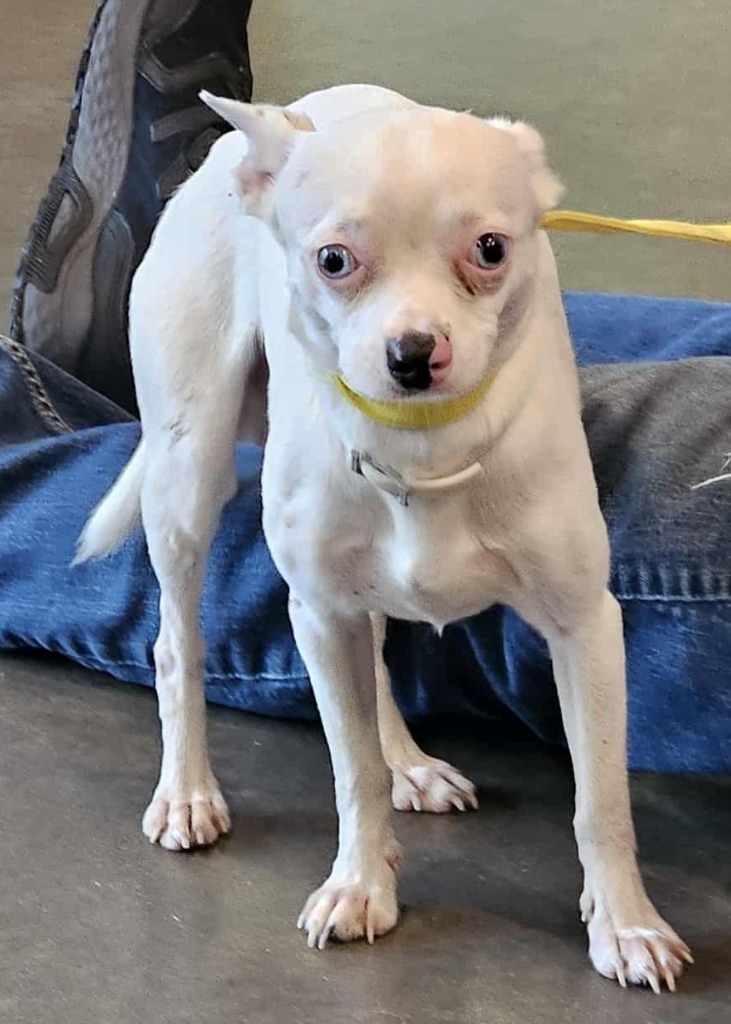 Zeppelin