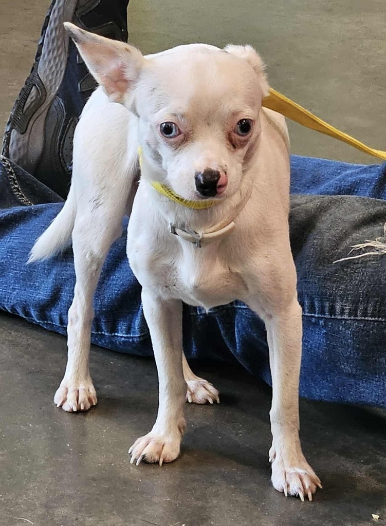 Zeppelin