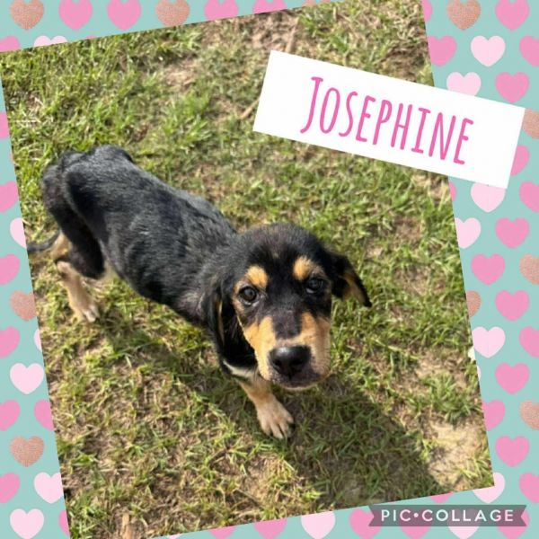 Josephine thumbnail 2