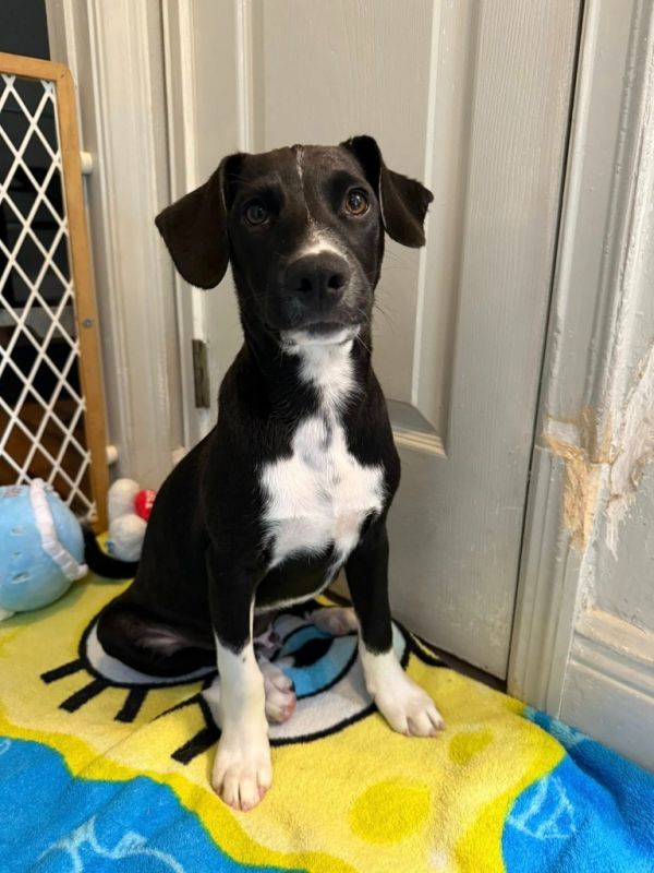 Peppermint thumbnail 2