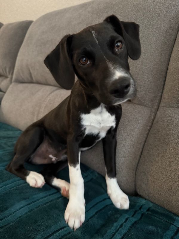 Peppermint thumbnail 3