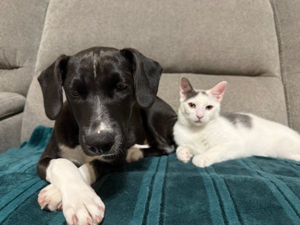 Peppermint thumbnail 4