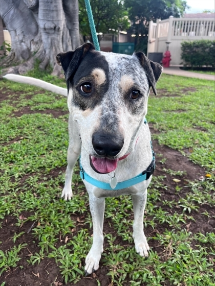 Mochi, an adoptable Mixed Breed in Honolulu, HI, 96826 | Photo Image 1