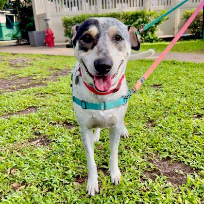 Mochi, an adoptable Mixed Breed in Honolulu, HI, 96826 | Photo Image 2