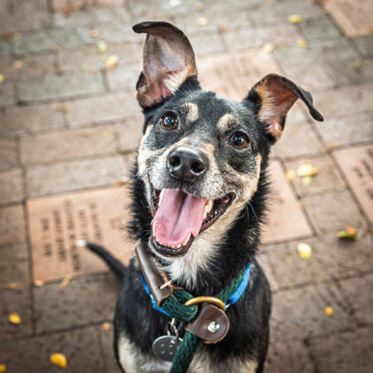 Ace, an adoptable Terrier, Mixed Breed in Honolulu, HI, 96826 | Photo Image 1