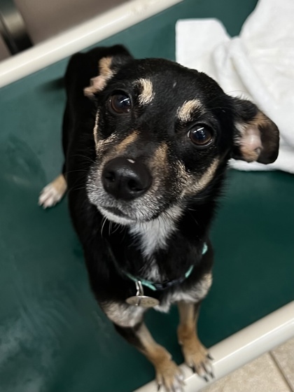 Ace, an adoptable Terrier, Mixed Breed in Honolulu, HI, 96826 | Photo Image 2