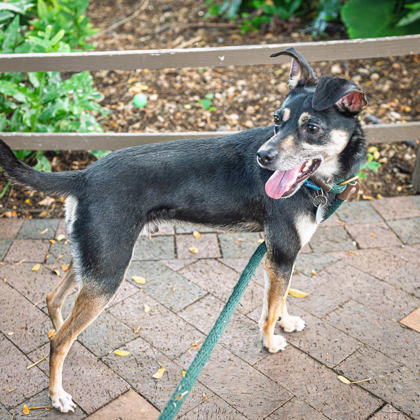 Ace, an adoptable Terrier, Mixed Breed in Honolulu, HI, 96826 | Photo Image 3