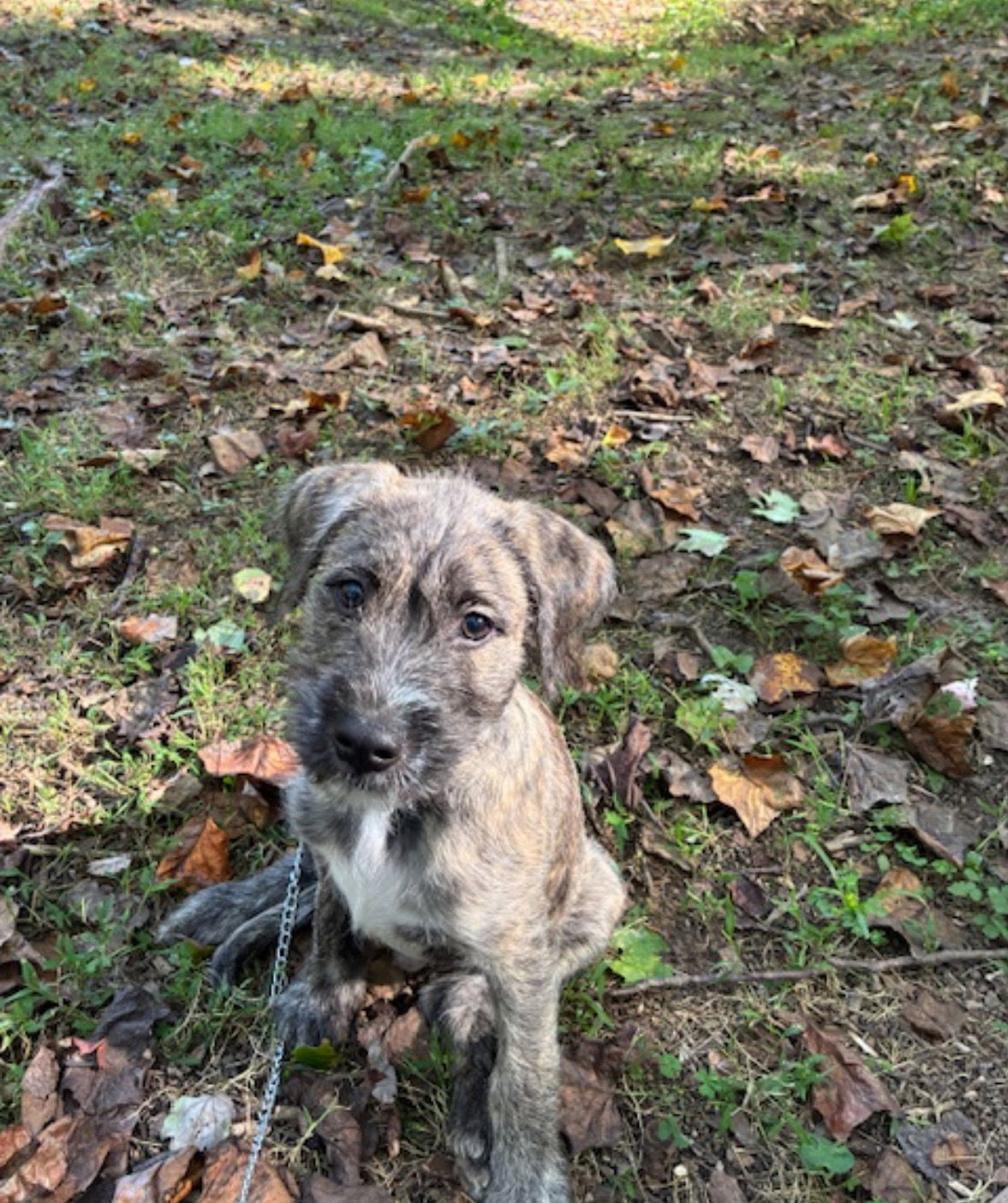 Harry Potter, an adoptable Havanese, Terrier in Mount Laurel, NJ, 08054 | Photo Image 2