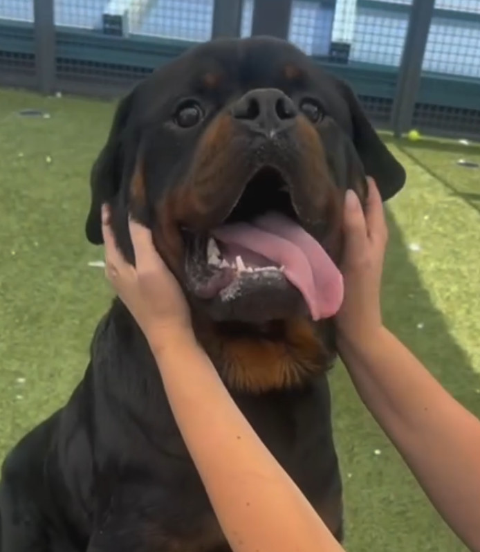 Bear