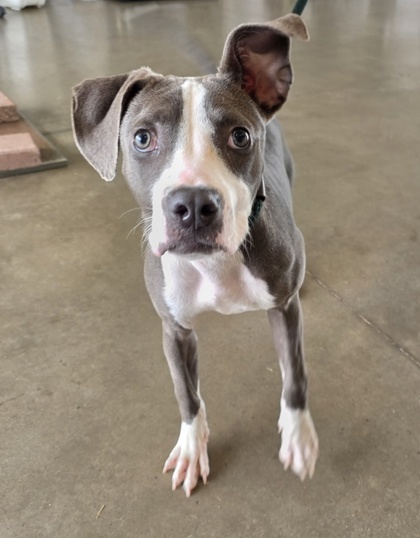 Mahina, an adoptable Terrier, Mixed Breed in Honolulu, HI, 96826 | Photo Image 1