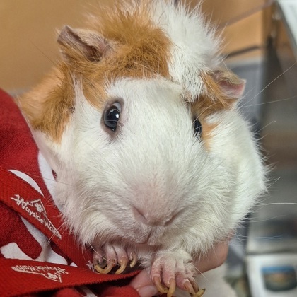Stuart