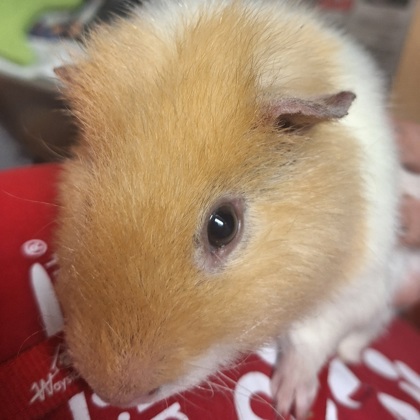 Charlie