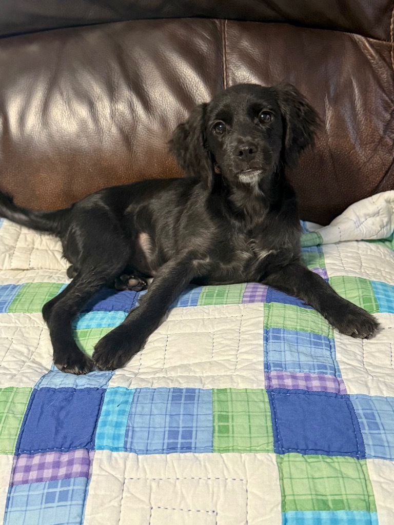 Weeble, an adoptable Pekingese, Terrier in Canyon Lake, TX, 78133 | Photo Image 1