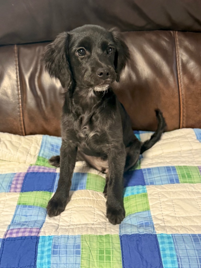 Weeble, an adoptable Pekingese, Terrier in Canyon Lake, TX, 78133 | Photo Image 3