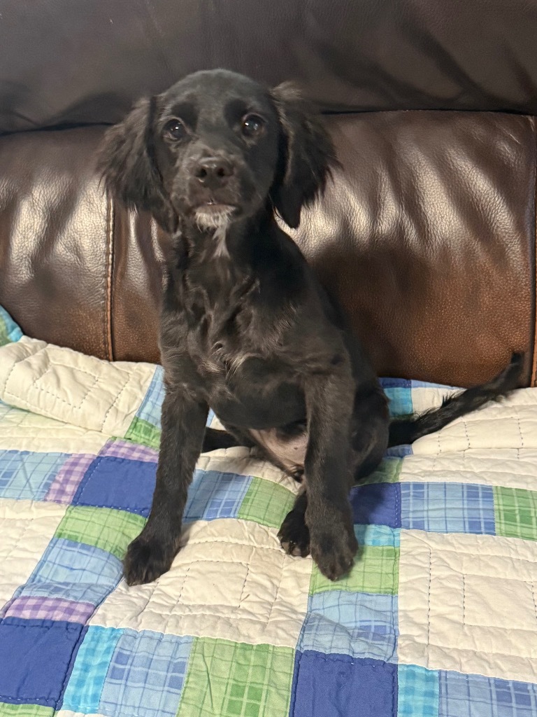 Weeble, an adoptable Pekingese, Terrier in Canyon Lake, TX, 78133 | Photo Image 4