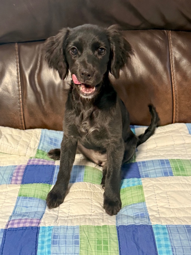 Weeble, an adoptable Pekingese, Terrier in Canyon Lake, TX, 78133 | Photo Image 5