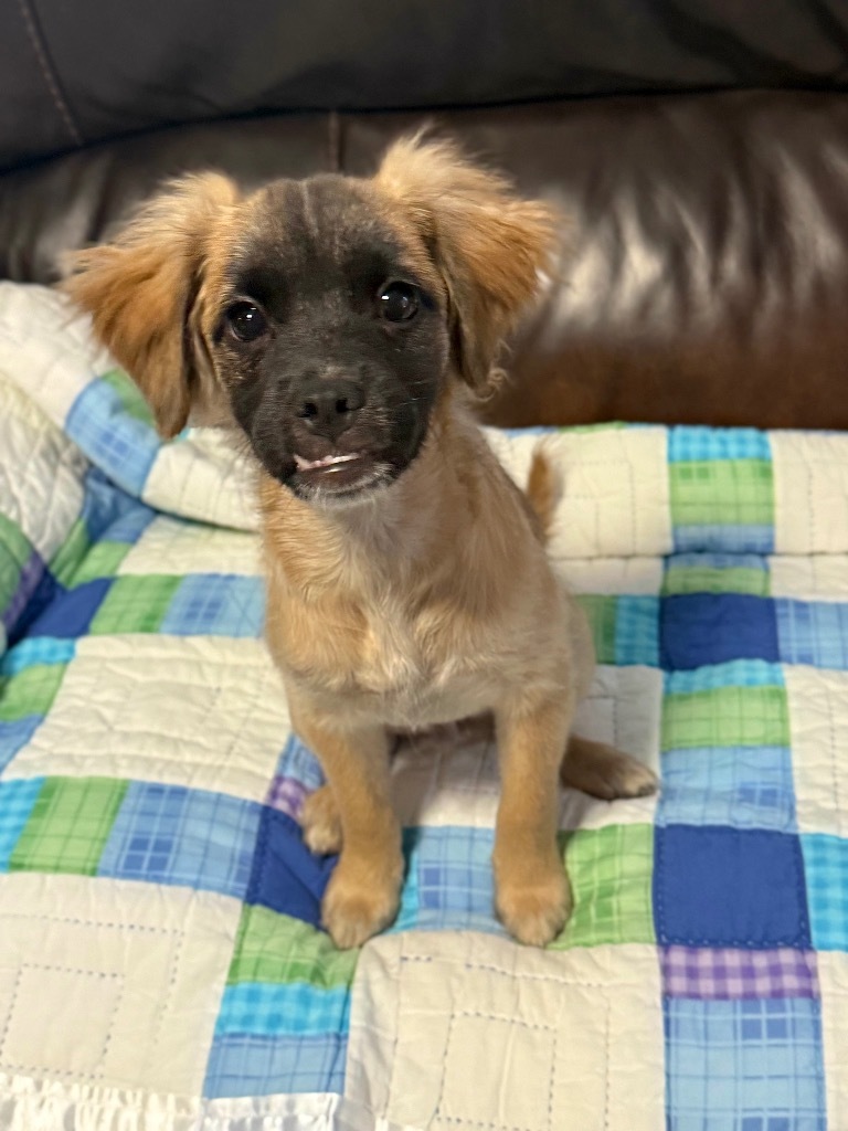 Wobble, an adoptable Pekingese, Terrier in Canyon Lake, TX, 78133 | Photo Image 1