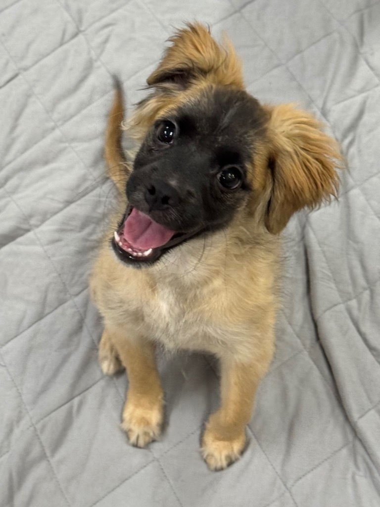 Wobble, an adoptable Pekingese, Terrier in Canyon Lake, TX, 78133 | Photo Image 2
