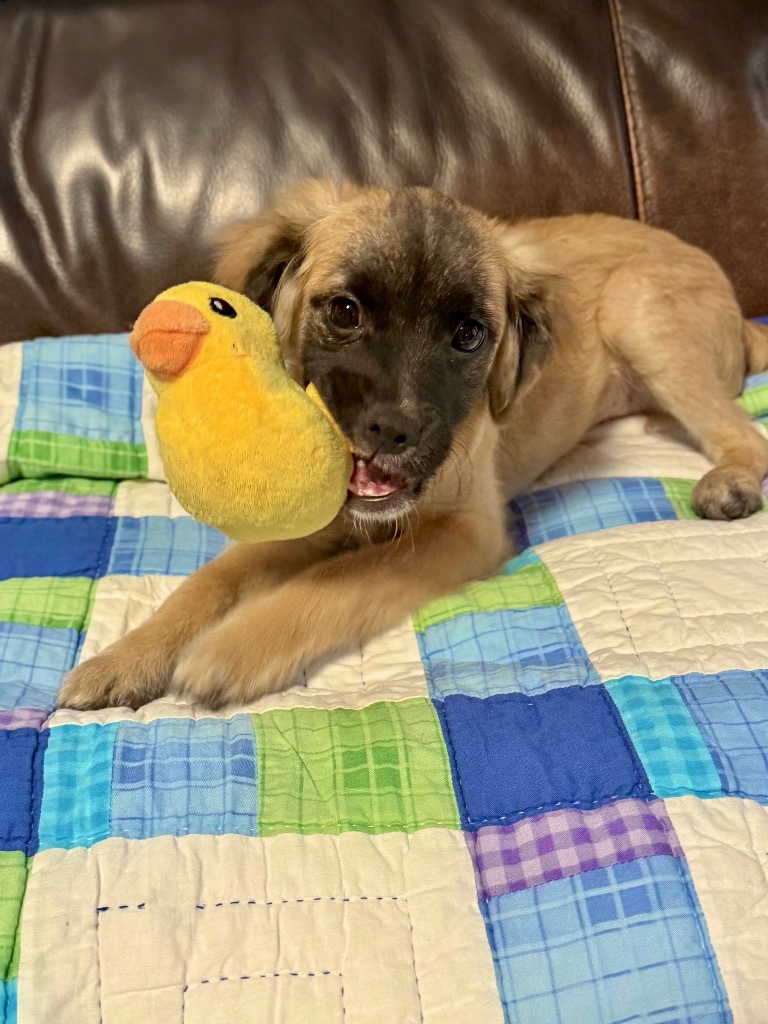 Wobble, an adoptable Pekingese, Terrier in Canyon Lake, TX, 78133 | Photo Image 3