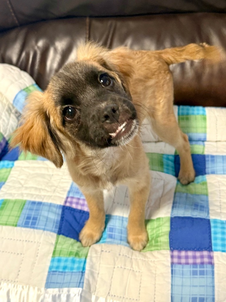Wobble, an adoptable Pekingese, Terrier in Canyon Lake, TX, 78133 | Photo Image 4
