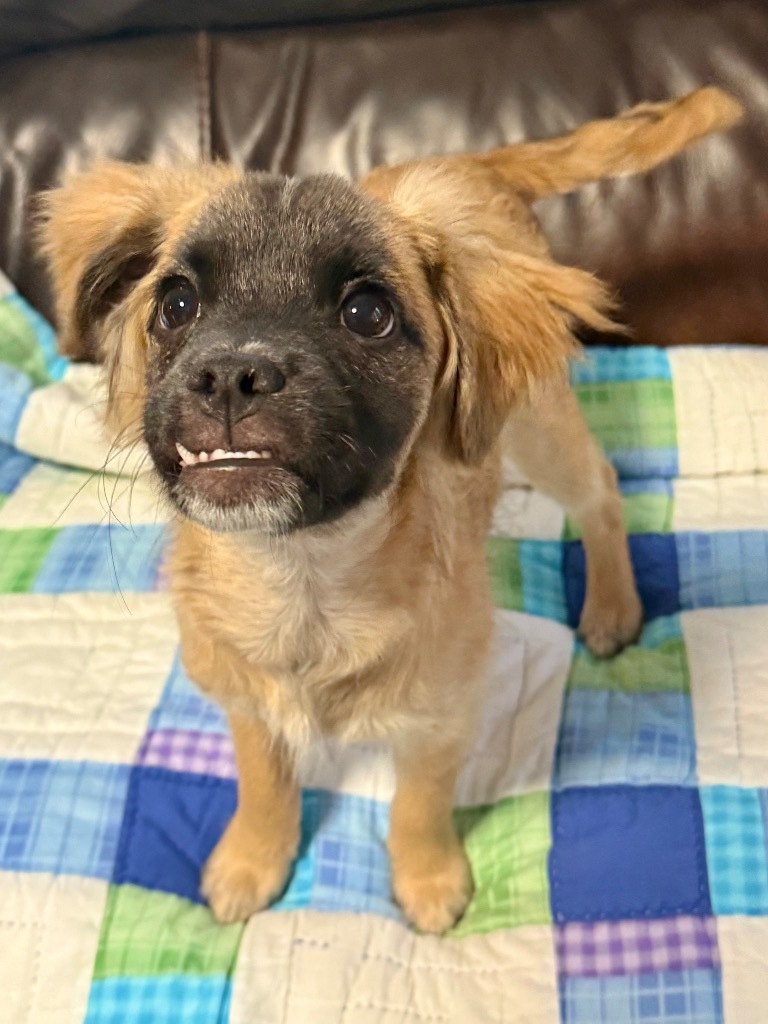 Wobble, an adoptable Pekingese, Terrier in Canyon Lake, TX, 78133 | Photo Image 5
