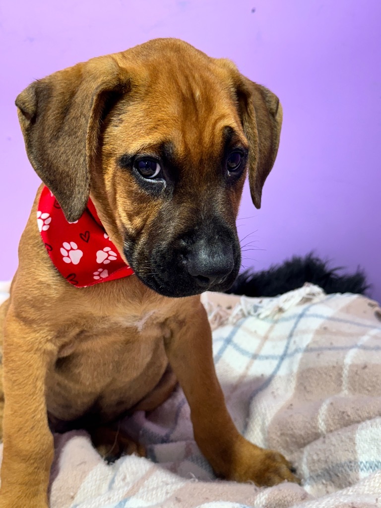 Augustus Maximus The Chunk