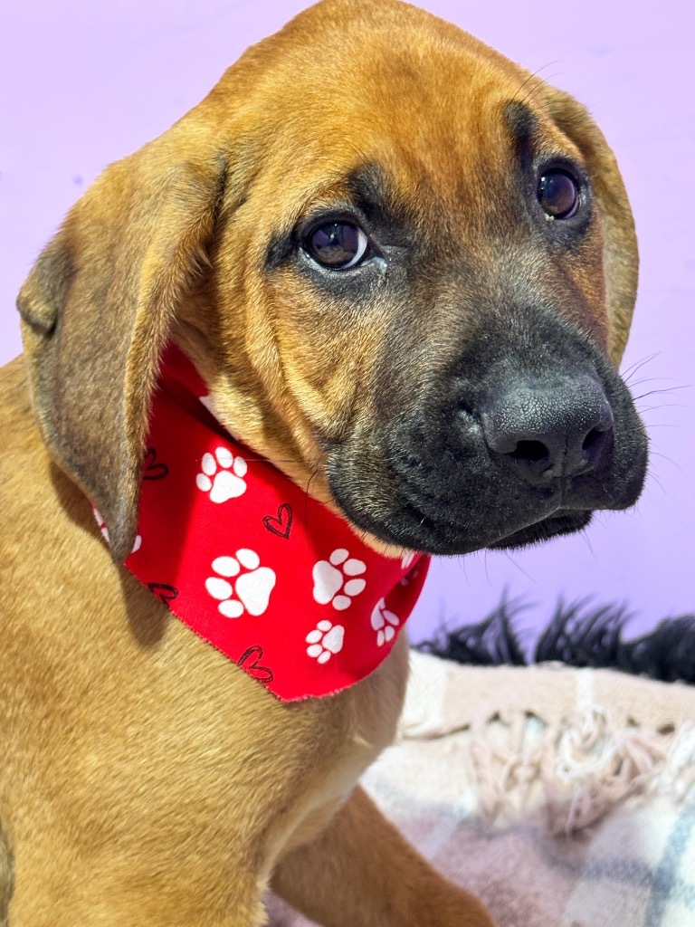 Augustus Maximus The Chunk