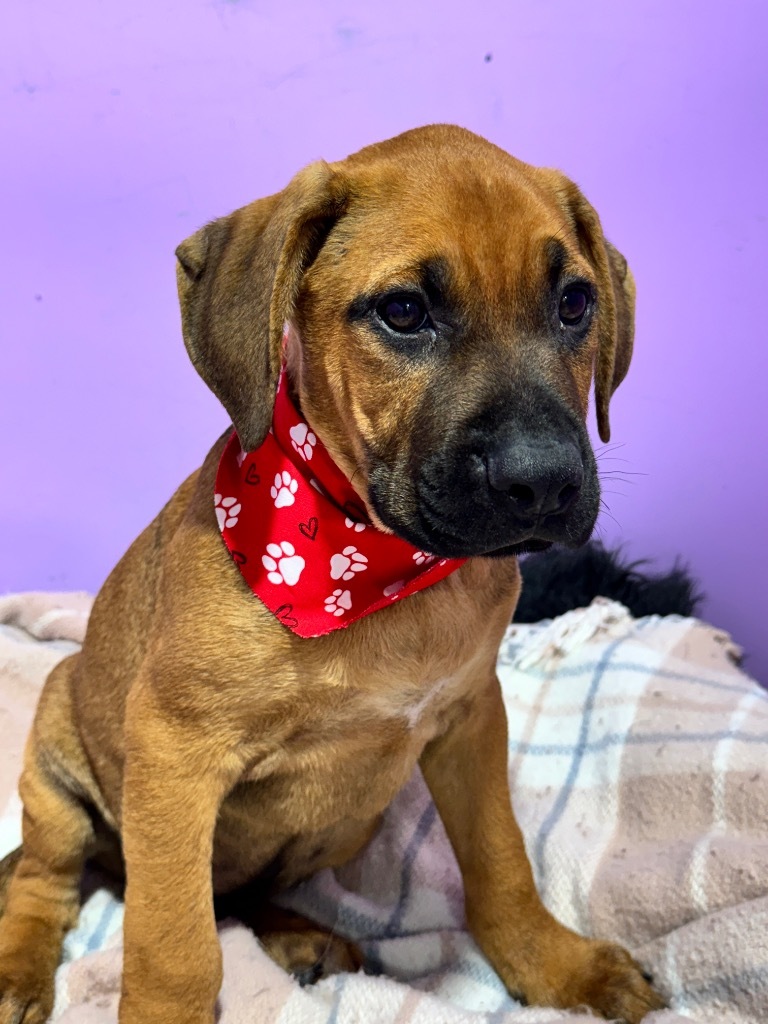 Augustus Maximus The Chunk