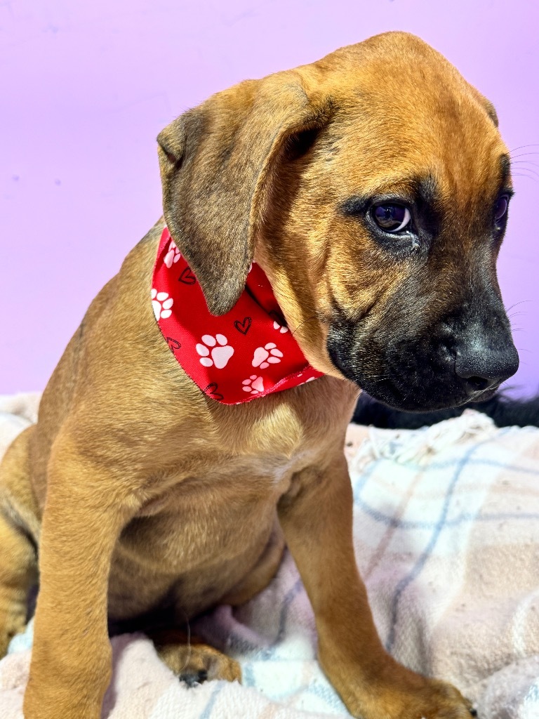 Augustus Maximus The Chunk