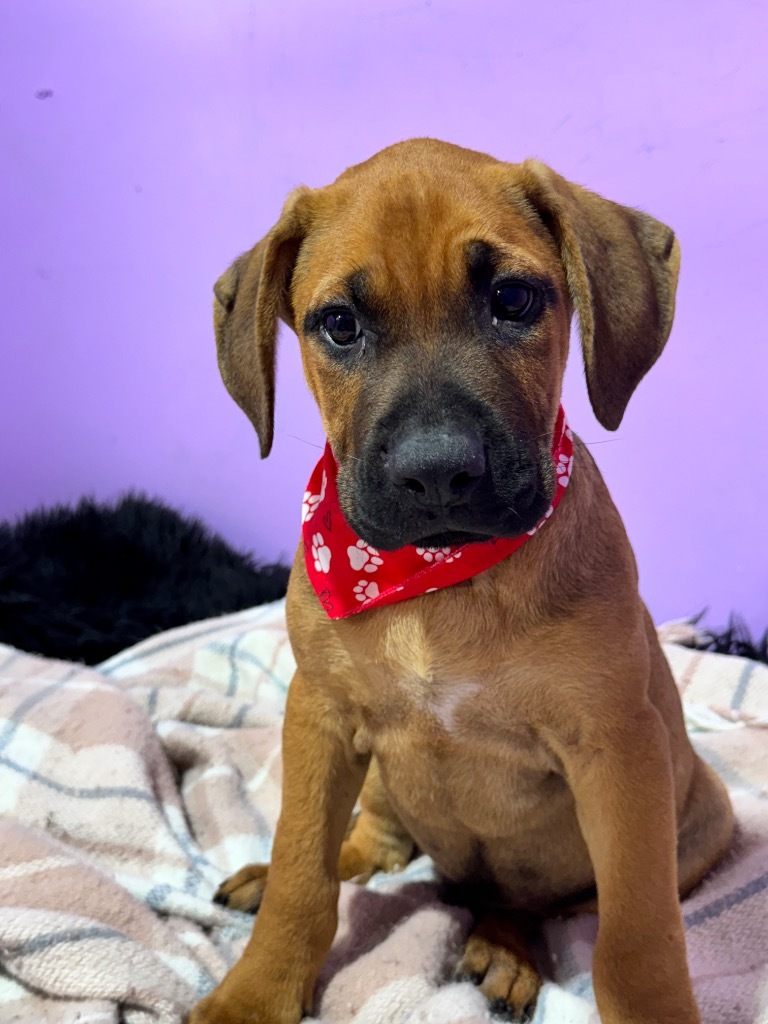 Augustus Maximus The Chunk