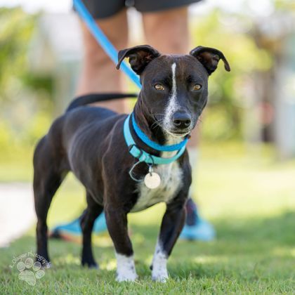Morticia, an adoptable Terrier, Mixed Breed in Honolulu, HI, 96826 | Photo Image 1