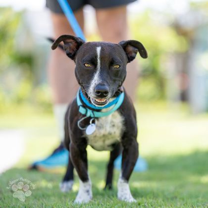 Morticia, an adoptable Terrier, Mixed Breed in Honolulu, HI, 96826 | Photo Image 2