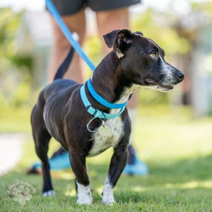 Morticia, an adoptable Terrier, Mixed Breed in Honolulu, HI, 96826 | Photo Image 3