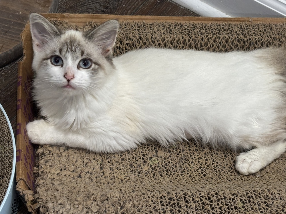 Brooklyn, an adoptable Ragdoll, Domestic Long Hair in Vienna , VA, 22180 | Photo Image 1